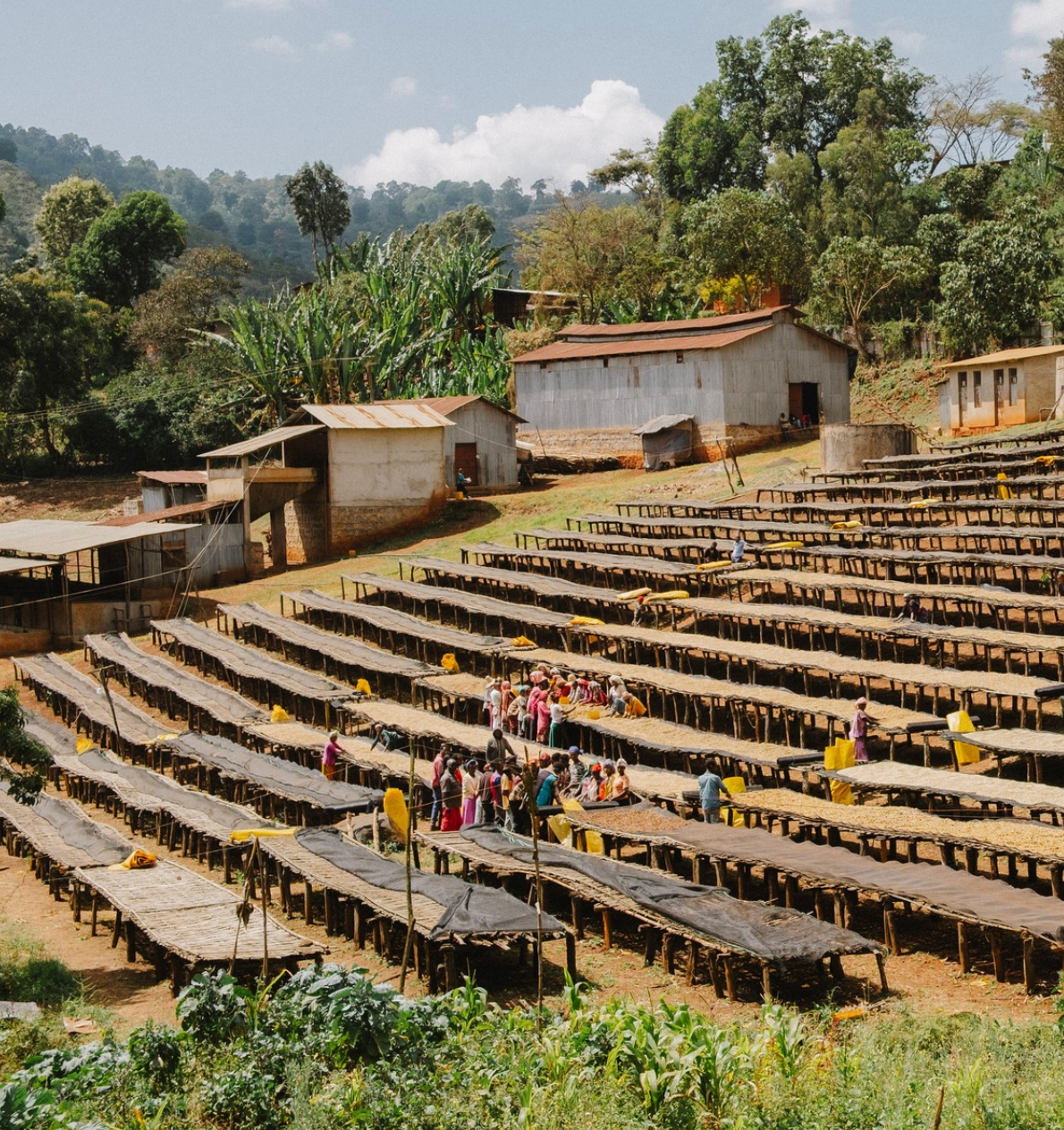 Ethiopia Suke Quto G1