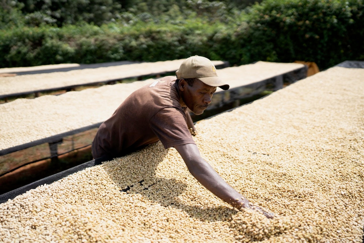 Kenya Gichichi