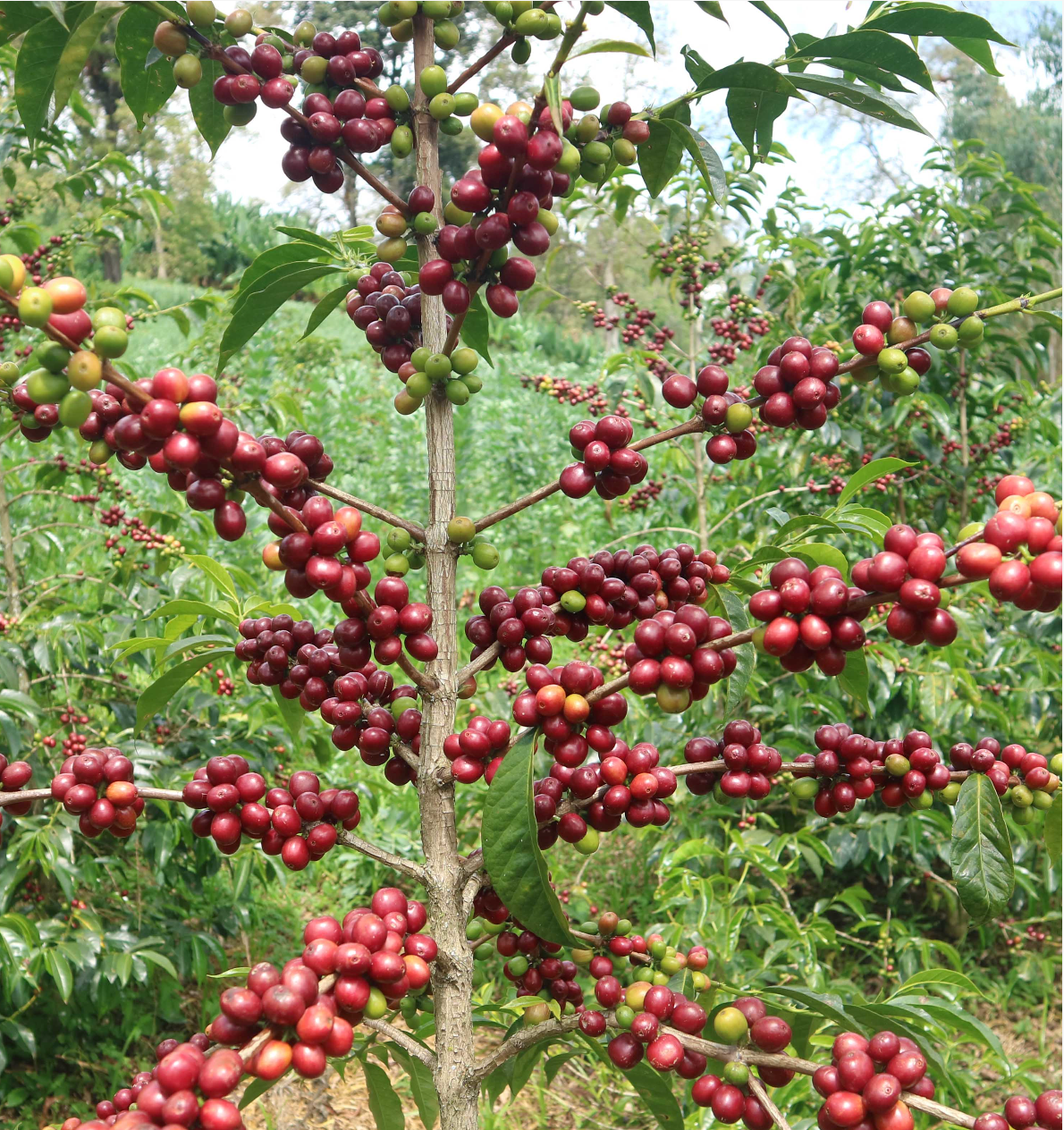 Ethiopia Urabeast