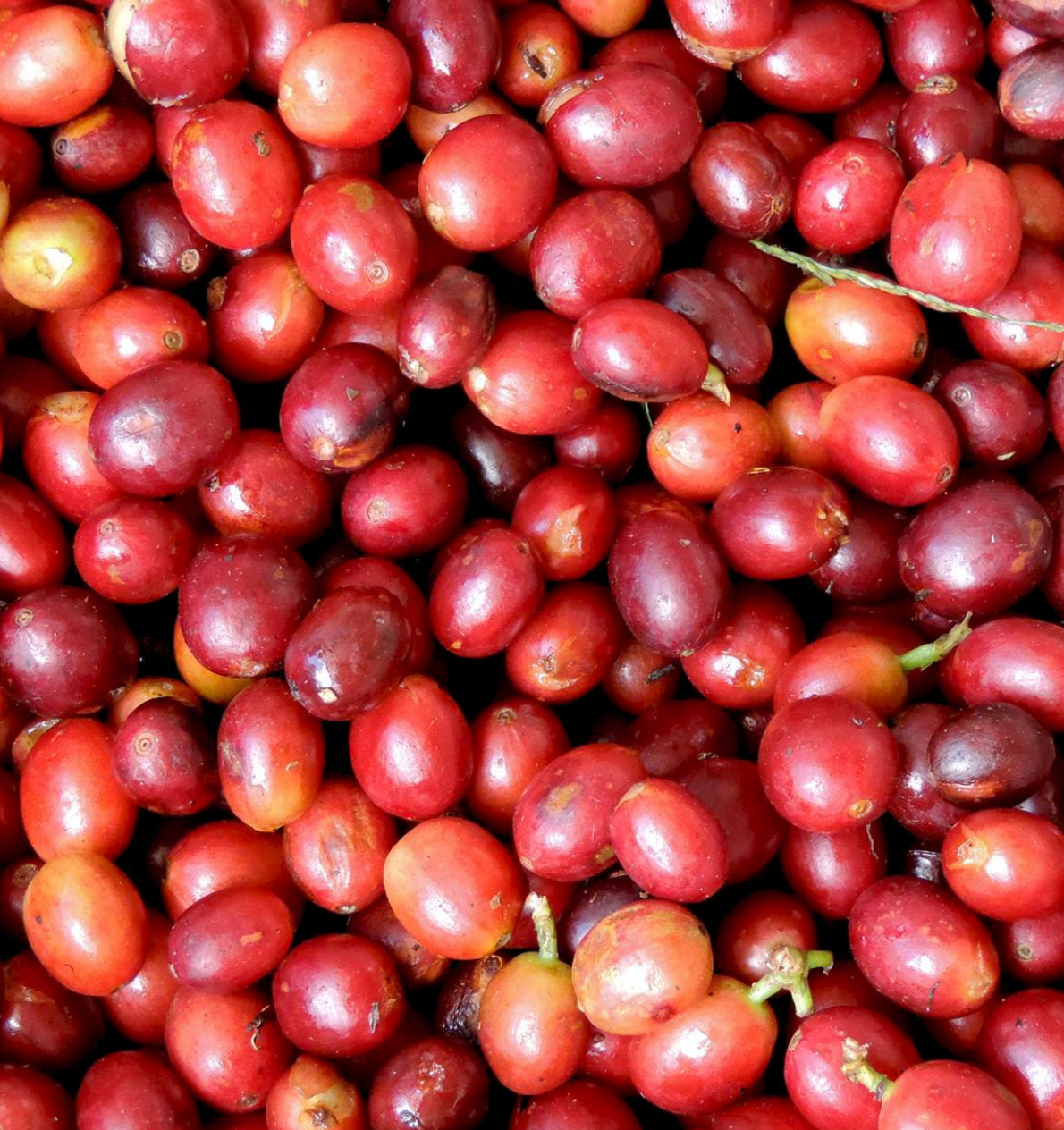 Costa Rica Aquiares Estate